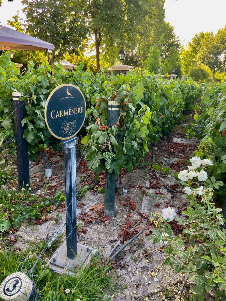 Alyan, uma das vinícolas perto de Santiago, no Chile.