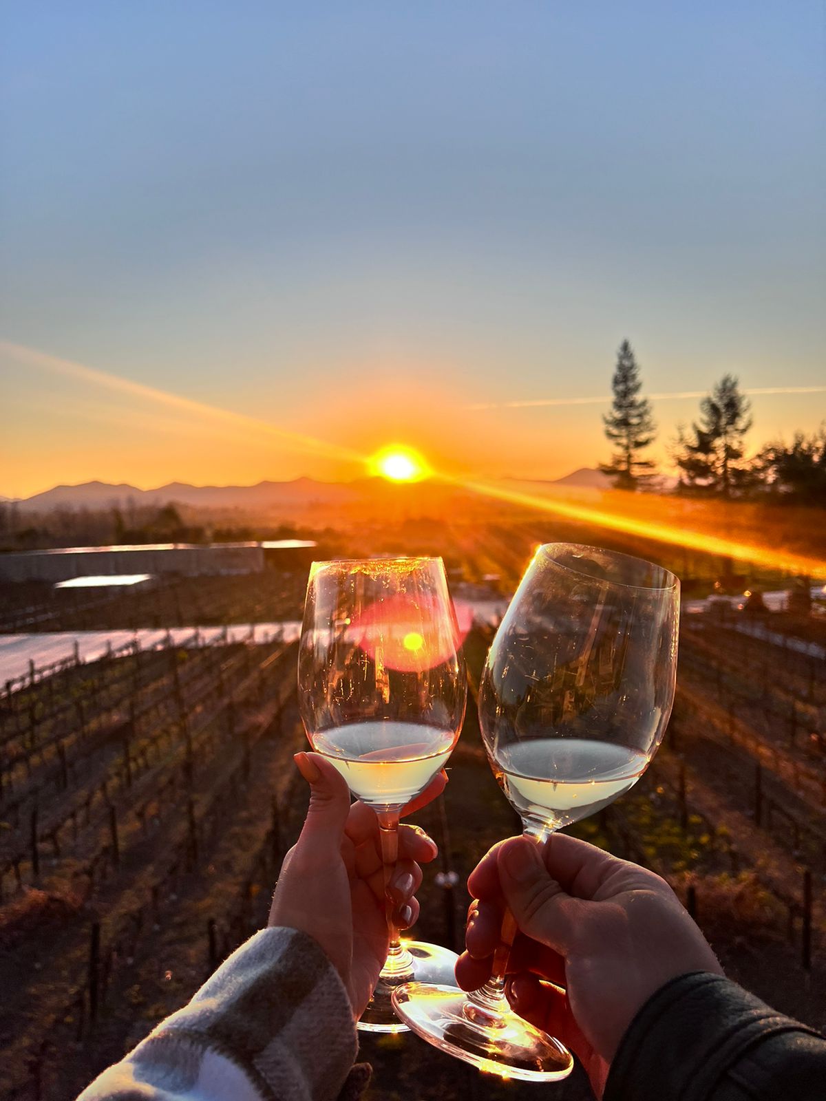 Alyan, uma das vinícolas perto de Santiago.